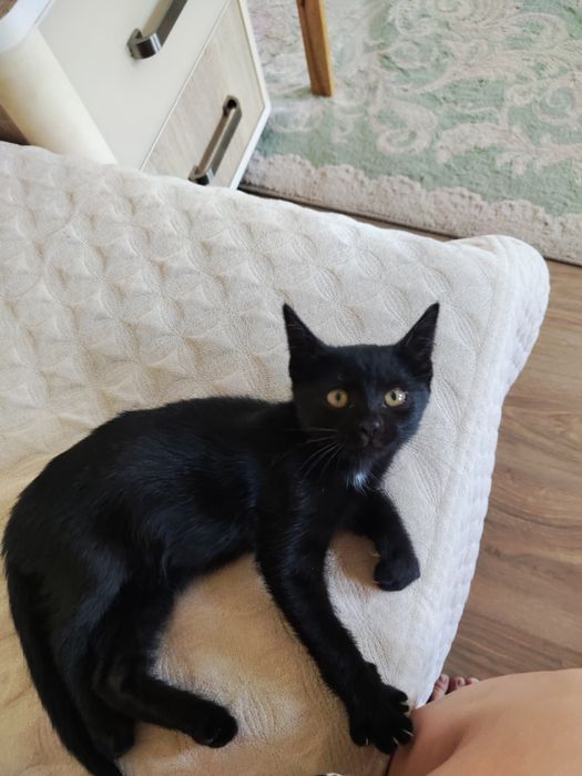Котёнок в добрые руки