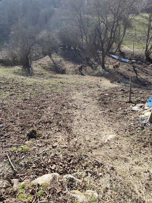 Продава се Парцел в с. Бачево, Област Благоевград - 700 кв.м за 22 €/кв.м - Снимка #9