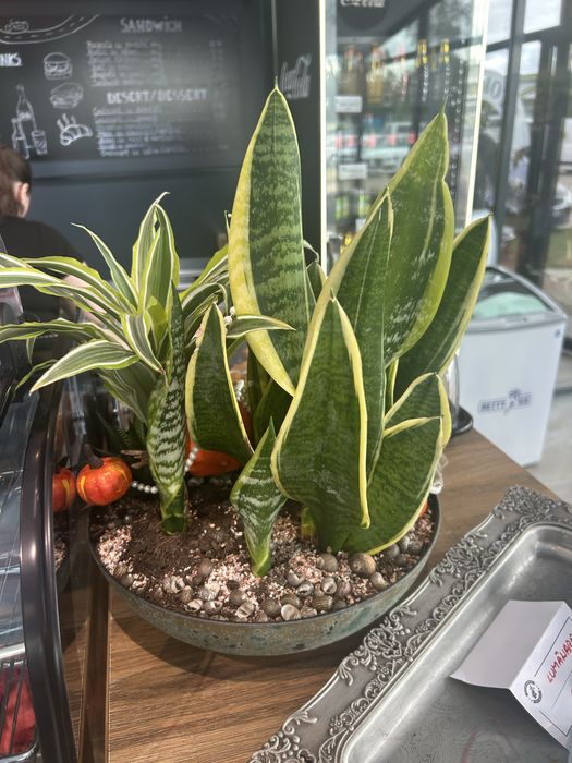Aranjament plante interior în bol – Creație proprie (Sansevieria & Dracaena)