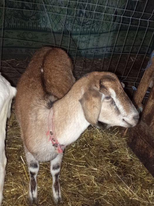 Vând două capre tinere anglo nubiene