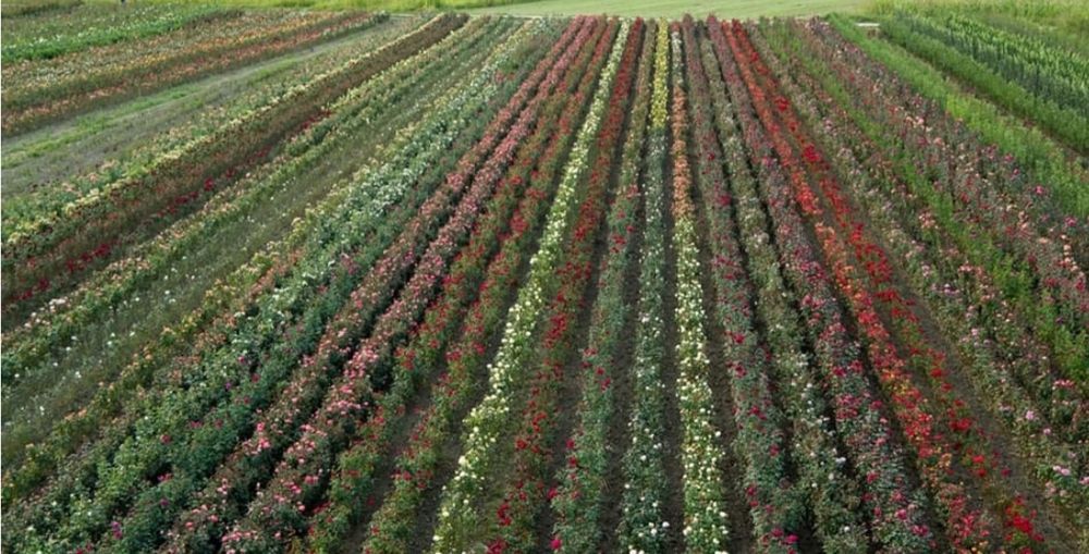 Butasi de trandafiri altoiti