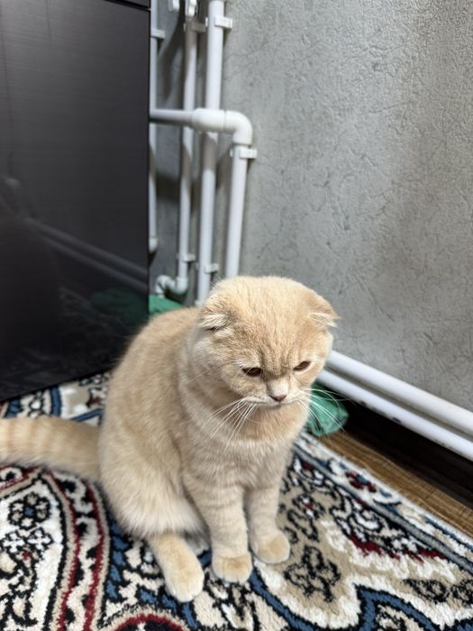 Продам кошечку вислоухоя