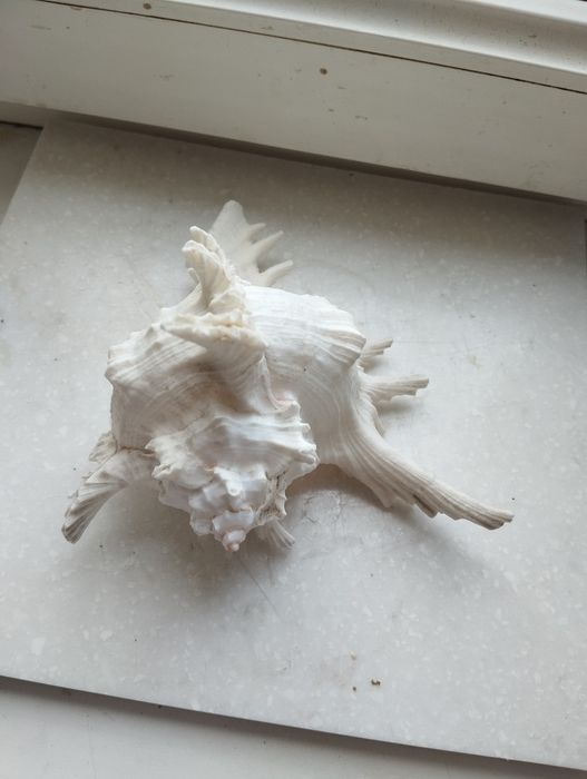 Сувениры,слоны,ракушки