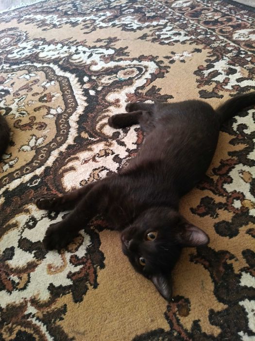 отдадим котят добрым людям