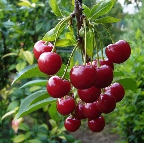 Вишня/Шие бар шелекпен