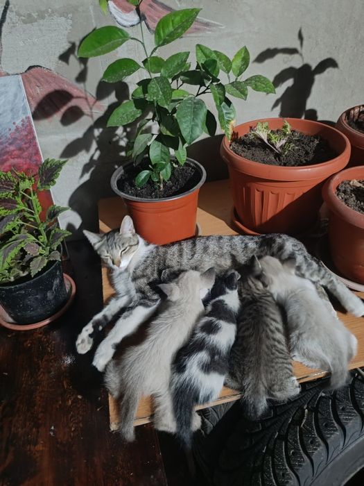 Отдам даром котят