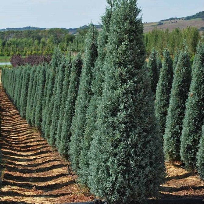 Archa ko'chat va daraxtlat