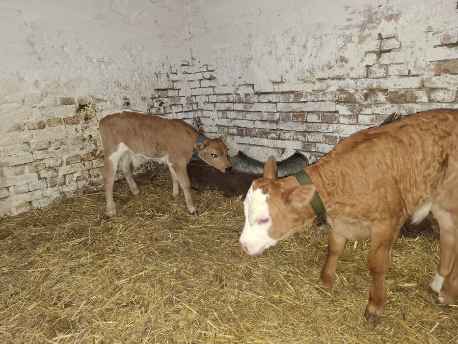Vând vitei tăurași