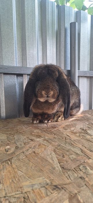 Vând iepuri berbec german