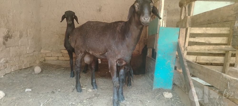 Qochqorlar sotiladi sog'lom
