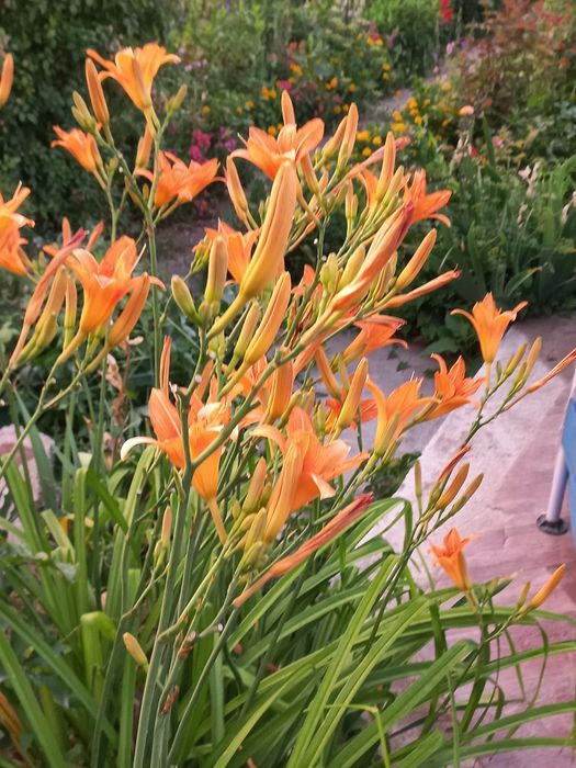 Лилейник для сада