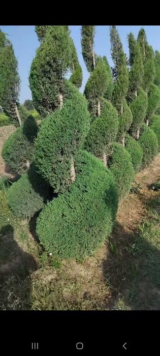 Можжевельник спирал шаклда кесилган арчалар сотилади
