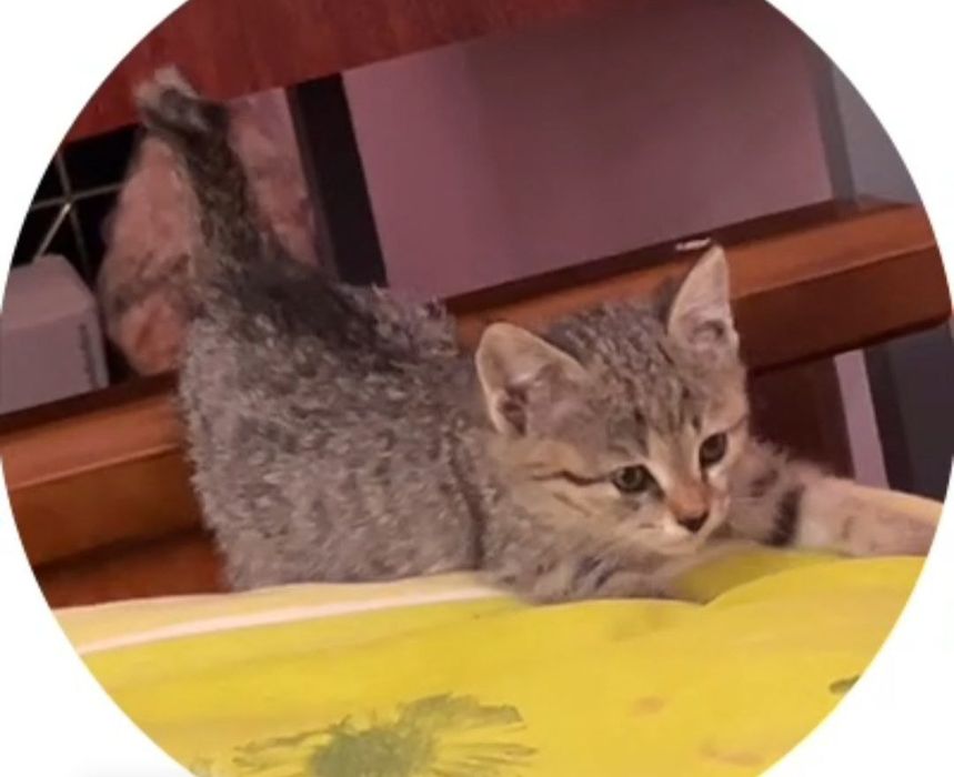 Котёнок даром в добрые руки