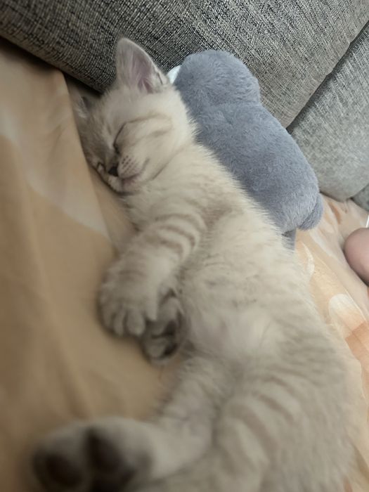 Отдам кошечку 2месяца