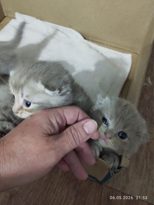 Котята вислоухие