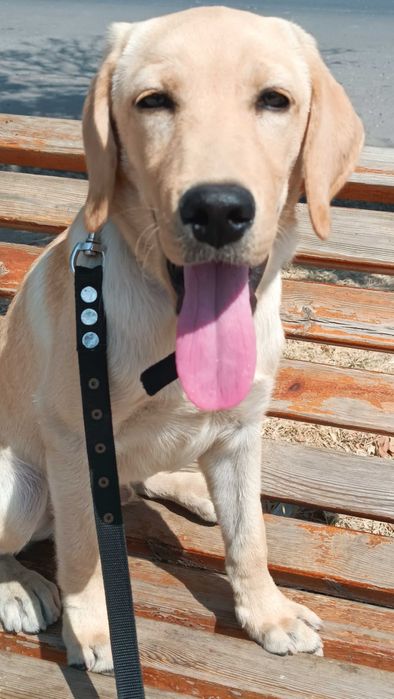 лабрадор  ретривер