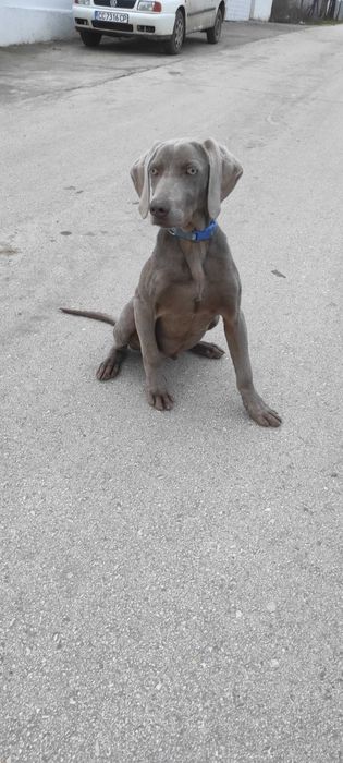 Ваймаран мъжко 7 месеца