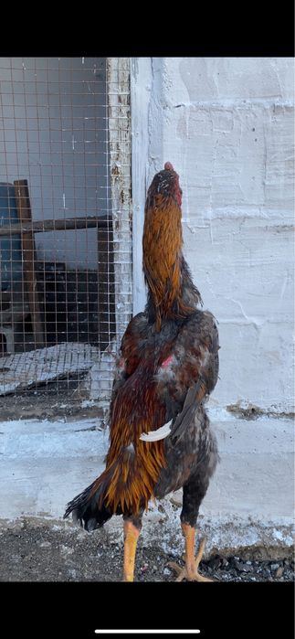 дакан шоже 8 айлык