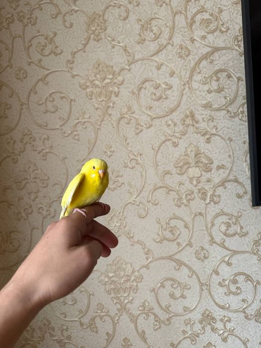 Ruchnòy valnistiy papugay