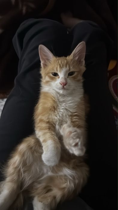 Кошка 4мес мальчик