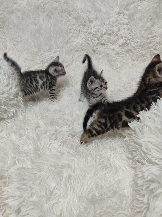 Продаются бенгальские котята