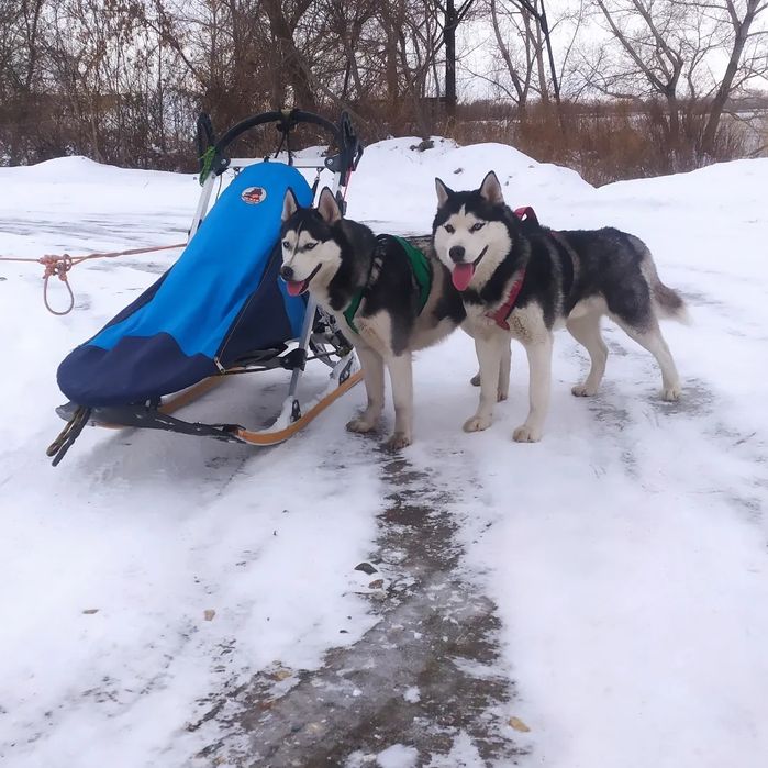 Кобель хаски для вязки