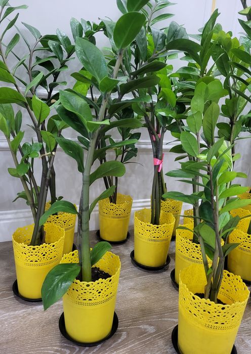 Продам комнатные растения
Стильн