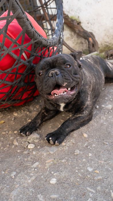 Bulldog Francez, 1 an, baiat si fata