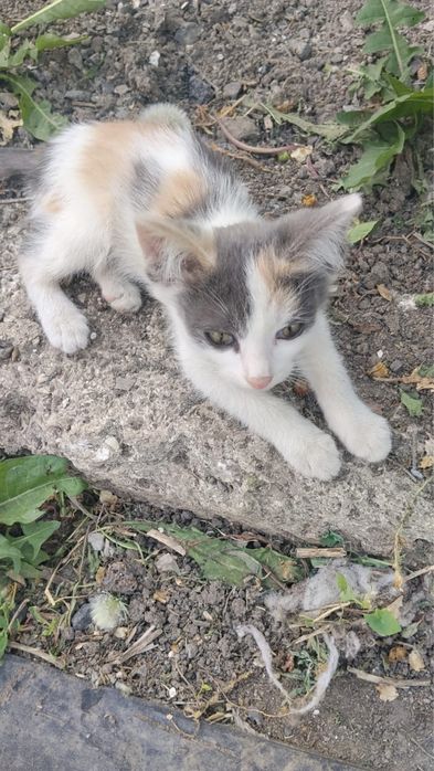 отдам кошечек в хорошие руки