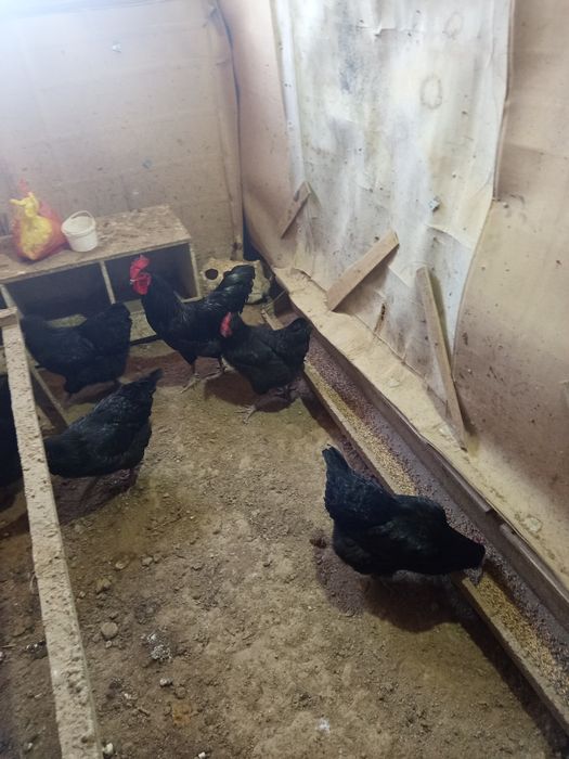 Австралоп тауықтары сатыладыылады