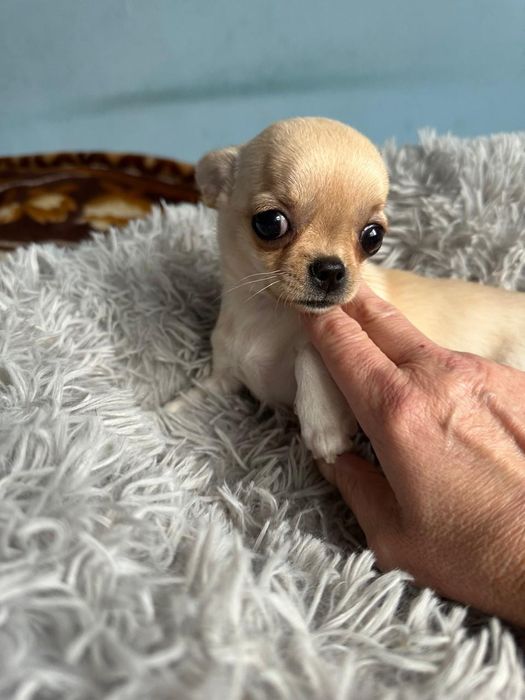 Продам щенка чихуахуа