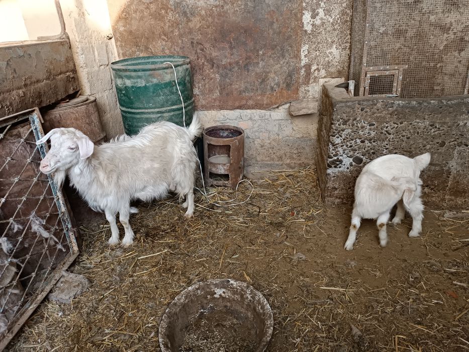 Echki sotiladi zoti tozasi