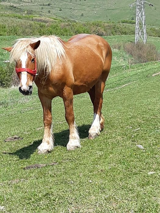 Vînd iapă gestantă