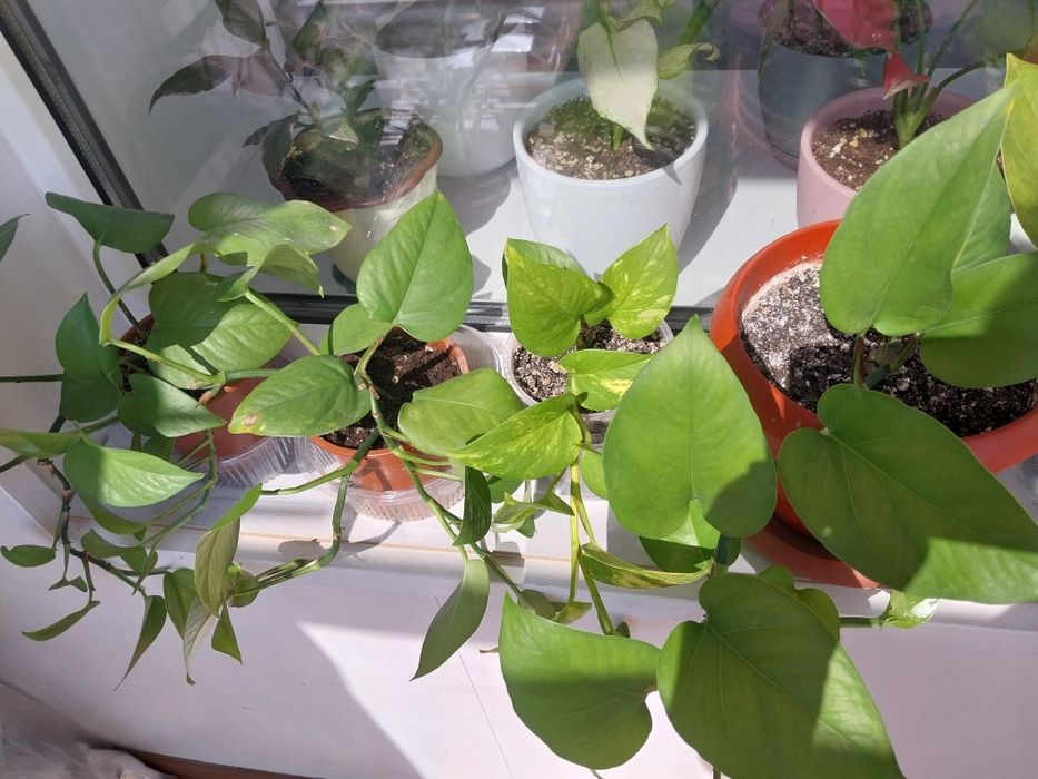 Продам  комнатные  цветы.