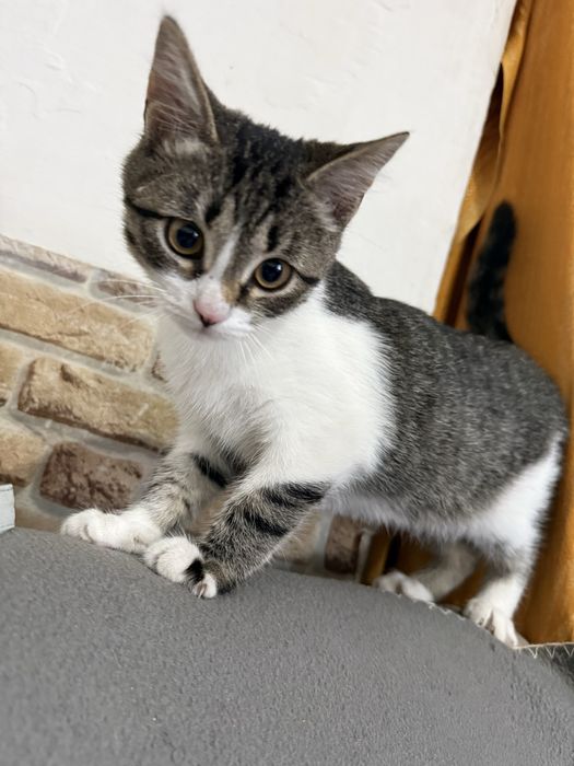 Котенок девочка 2 месяца