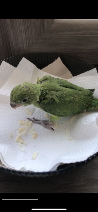 Попугай Ожирела