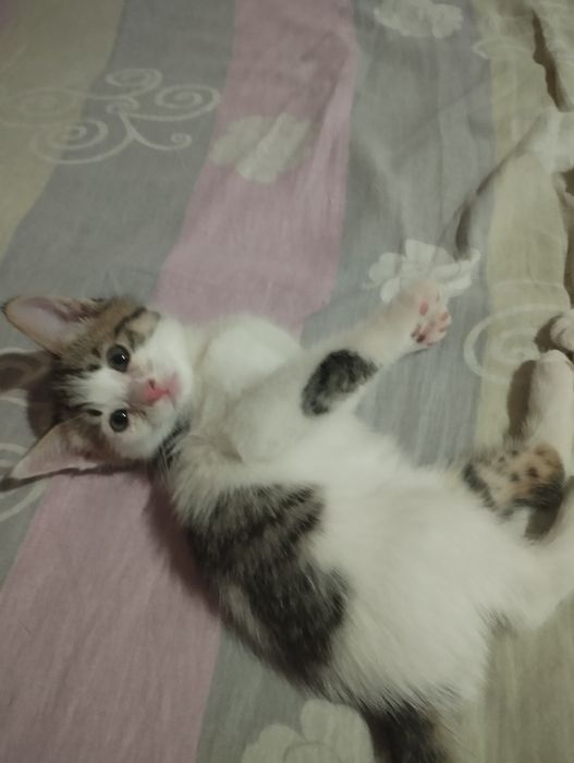 Отдам даром,4котят