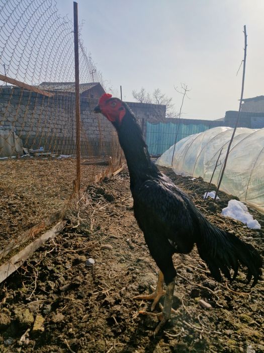 Dakan xo'roz sotiladi