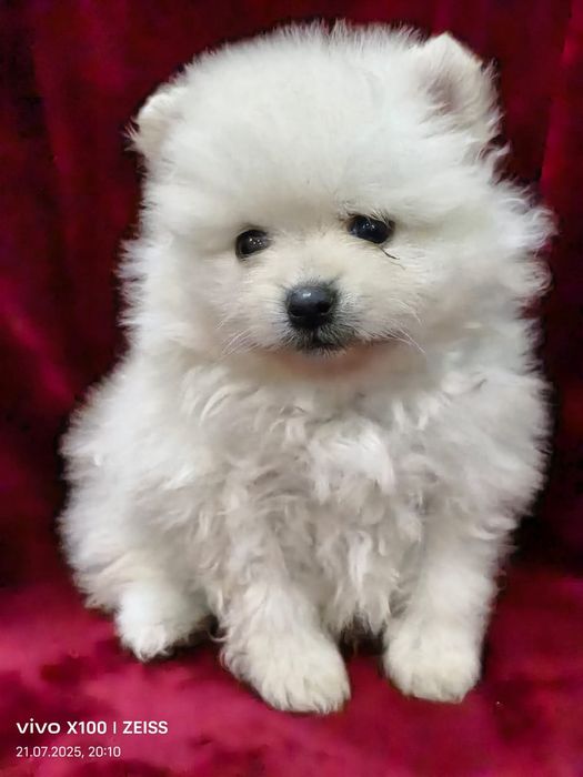 Очаровательные щенки шпица.