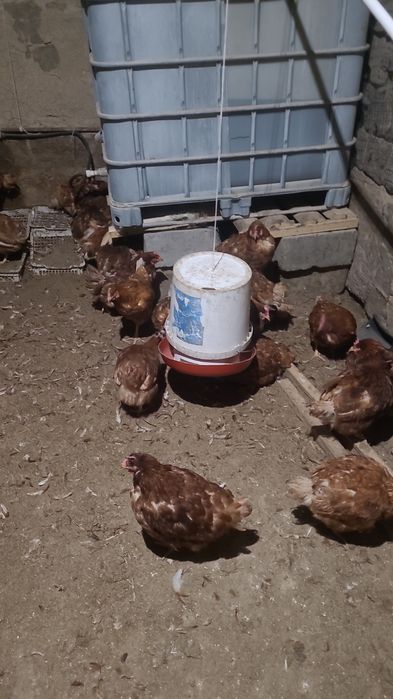 Несушка тауықтар сатылады Шәуілдір де