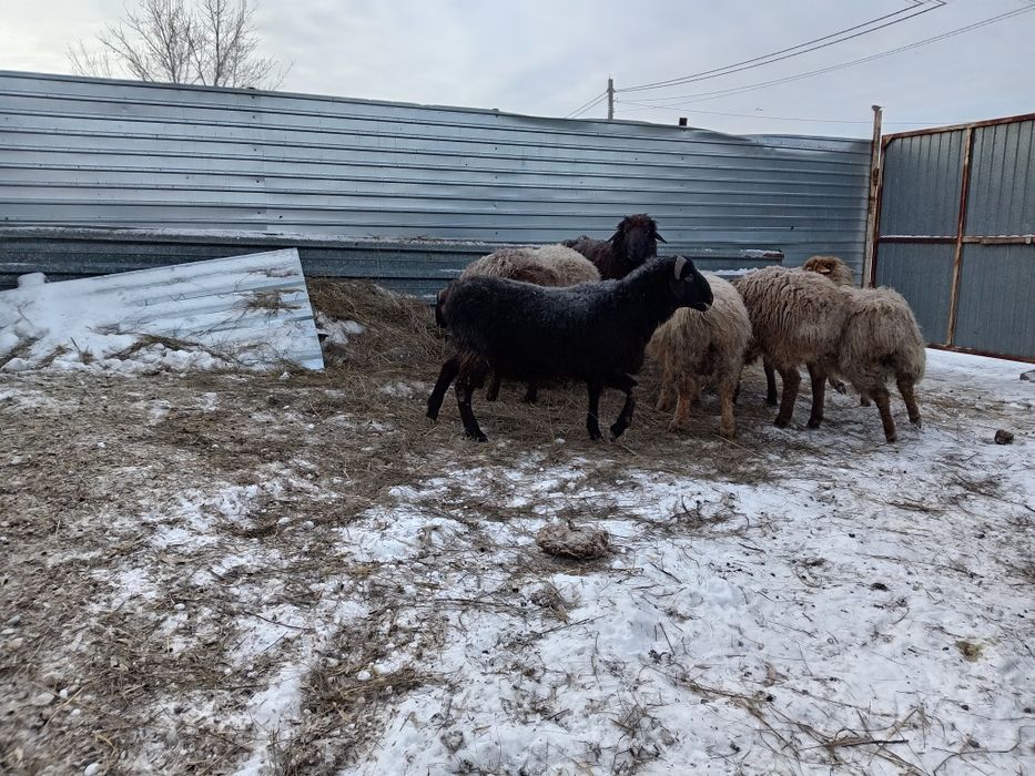 Продам баранов 3000 кг дешевле нет