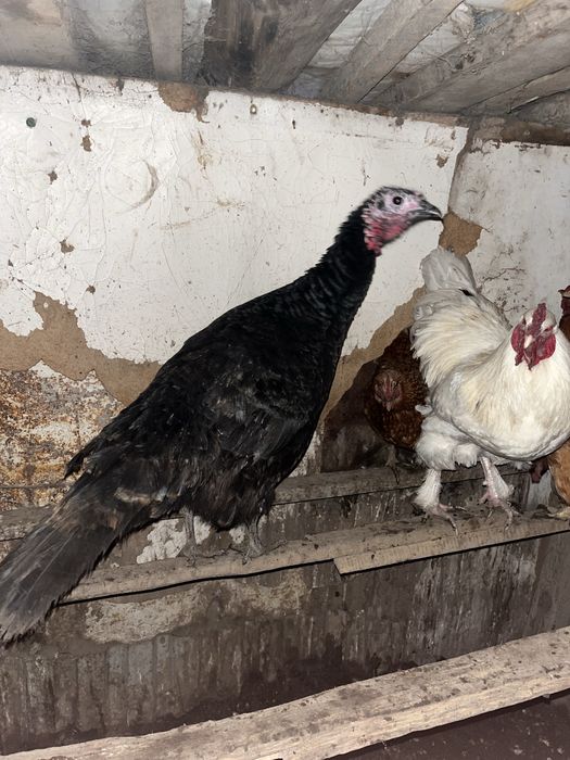 Продам Индюк молодые