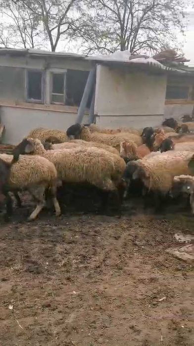 Oi și capre de vânzare