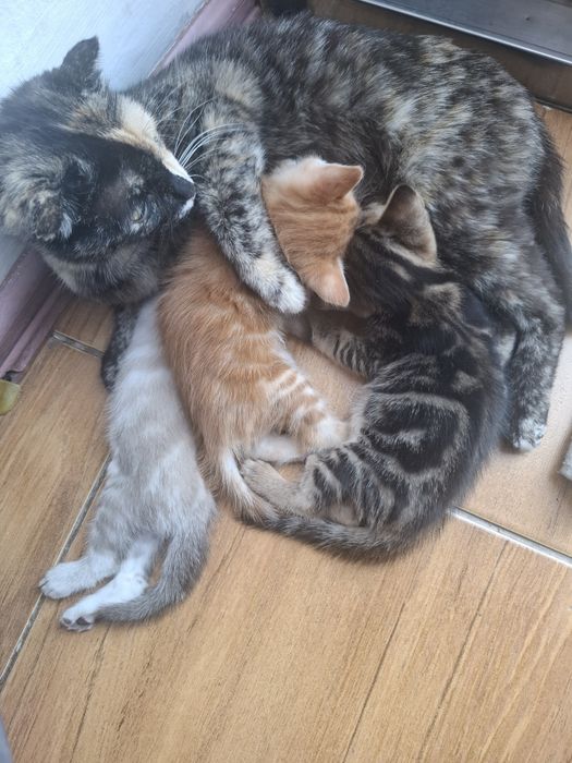 Тегін Мысық,  котята бесплатно.