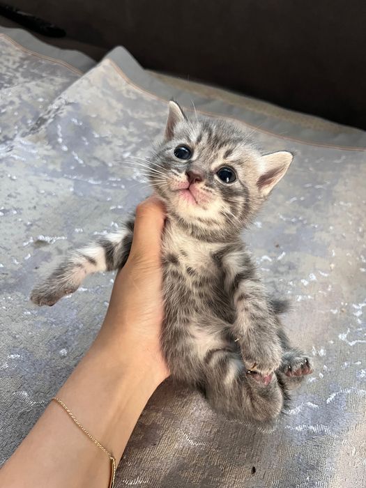 шотландские котята