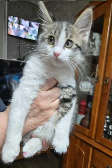Ласковый котик ищет добрых хозяев