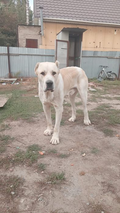 Алабай 3 жаста уилендиру керек