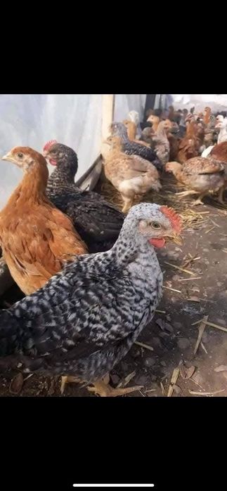 Pui rasa mixta si albi de carne