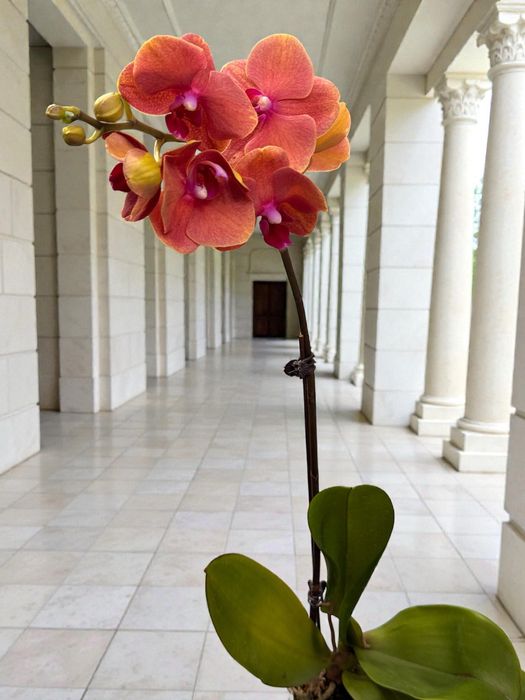 Орхидеи от 40 сантиметров  до 120 см
