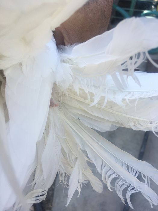 Продам белого самца молодой